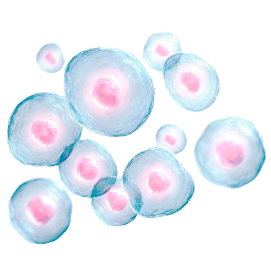 Stem Cells